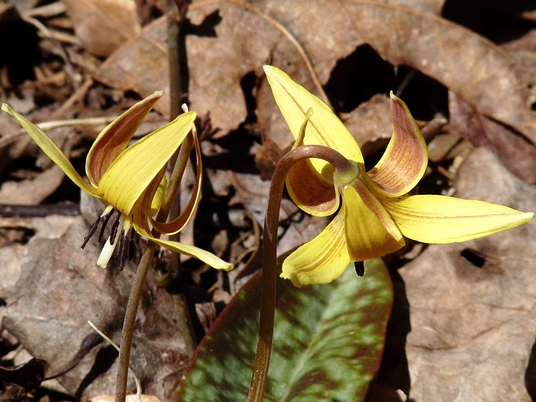 {Erythronium umbilicatum}